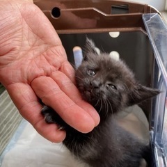 里親さん見つかりました！