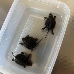 クサガメベビー