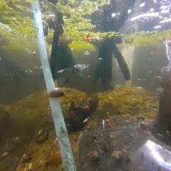 MIXメダカの稚魚🐟約200匹の画像