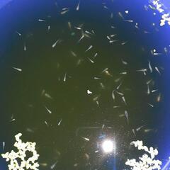 MIXメダカの稚魚🐟約200匹