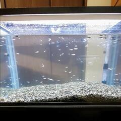 MIXメダカの稚魚🐟約200匹の画像