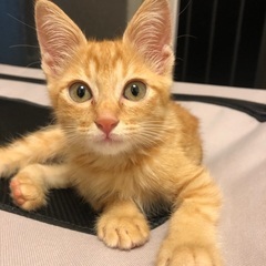 甘えんぼの茶トラちゃん