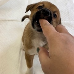 とってもかわいい✨タッカくん - 広島市