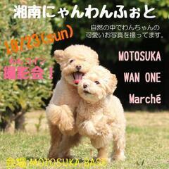 明日10/23🐶ワンワンマルシェ～MOTOSUKA～