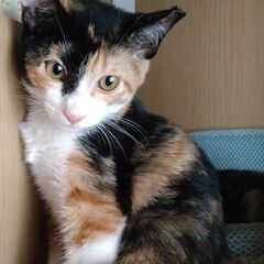 くっきりした三毛