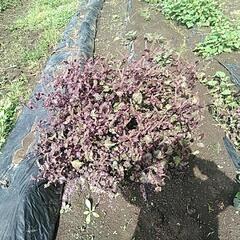 赤紫蘇　種　収穫前。犬のおやつと交換