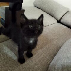子猫の里親募集