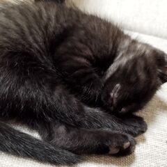 子猫の里親募集 - 里親募集