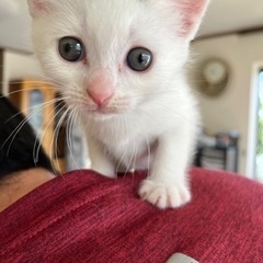 生後1ヶ月の子猫