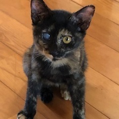 希少なさび猫です。目が大きくてかわいい！