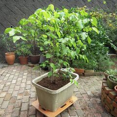 取引き終了　ローバイ（蝋梅）成木 鉢植え クレマチス付き