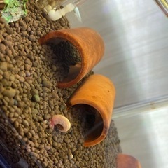 レッドラムズホーン②