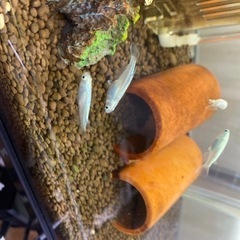 ミユキメダカ稚魚