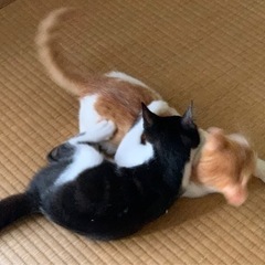 0才4ヶ月　茶白と黒白の男の子 - 猫