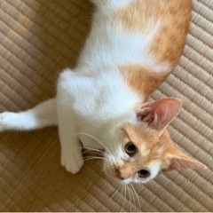 0才4ヶ月　茶白と黒白の男の子 − 千葉県