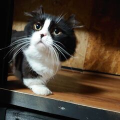 短足マンチカン(キンカロー)の男の子(ハチワレ)です♪ - 猫