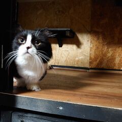 短足マンチカン(キンカロー)の男の子(ハチワレ)です♪ − 兵庫県