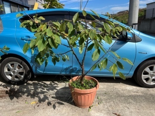 さくらんぼ大苗三種