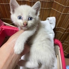 里親募集
