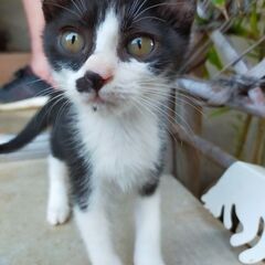 仔猫のママ募集再投稿