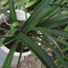 【最終処分】    オリズルラン　ガーデニング　　園芸の画像
