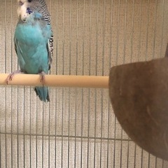 ジャンボセキセイインコ