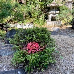 東京都港区高輪⭐︎保安寺⭐︎お寺ヨガの画像