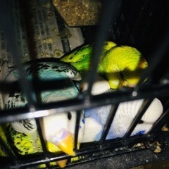 セキセイインコ(人気のため順番に対応いたします)