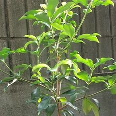 シキミ(仏花)の束、いりませんか？