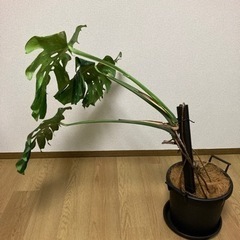 モンステラ(斑入り)の画像