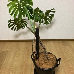 モンステラ(斑入り)の画像
