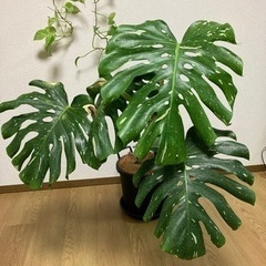 モンステラ(斑入り)
