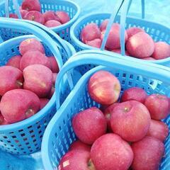 🍎りんご畑のアルバイト急募!!