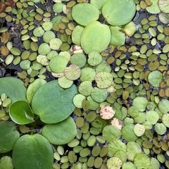 【取引中】【近日処分】餌用水草02の画像