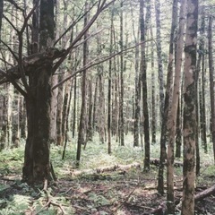 国産　蛇の抜け殻　山で見つけましたの画像