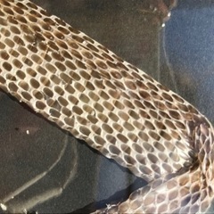 国産　蛇の抜け殻　山で見つけましたの画像