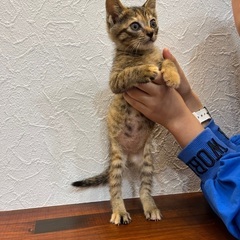 無邪気なちびちゃん💖里親様決まりました