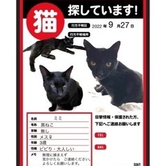迷い猫探してます