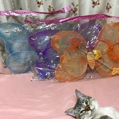 ちょうちょになれます！！