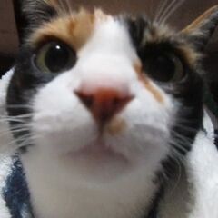三毛 生後6～7年前後のメス猫　避妊手術済　※飼い主不在を確認済...
