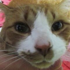 茶色キジ　生後6年超オス（去勢済）※飼い主不在を確認済