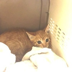 子猫緊急保護しました！