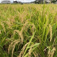 値下げしました　令和4年産キヌヒカリ玄米30kg