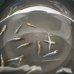 越冬直前　天秤メダカ大放出の画像