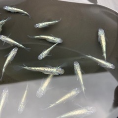 越冬直前　天秤メダカ大放出の画像