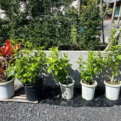 観葉植物　全部纏めて3,000円　※近くまで引き取りに来て頂ける方