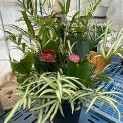 観葉植物　全部纏めて3,000円　※近くまで引き取りに来て頂ける方の画像