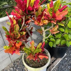 観葉植物　全部纏めて3,000円　※近くまで引き取りに来て頂ける方の画像