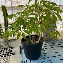 観葉植物　全部纏めて3,000円　※近くまで引き取りに来て頂ける方の画像