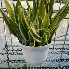 観葉植物　全部纏めて3,000円　※近くまで引き取りに来て頂ける方の画像